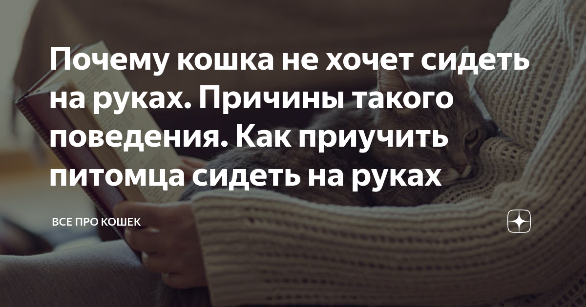 Советы заводчиков: как приручить котенка - рабочие методики приучения котят к рукам