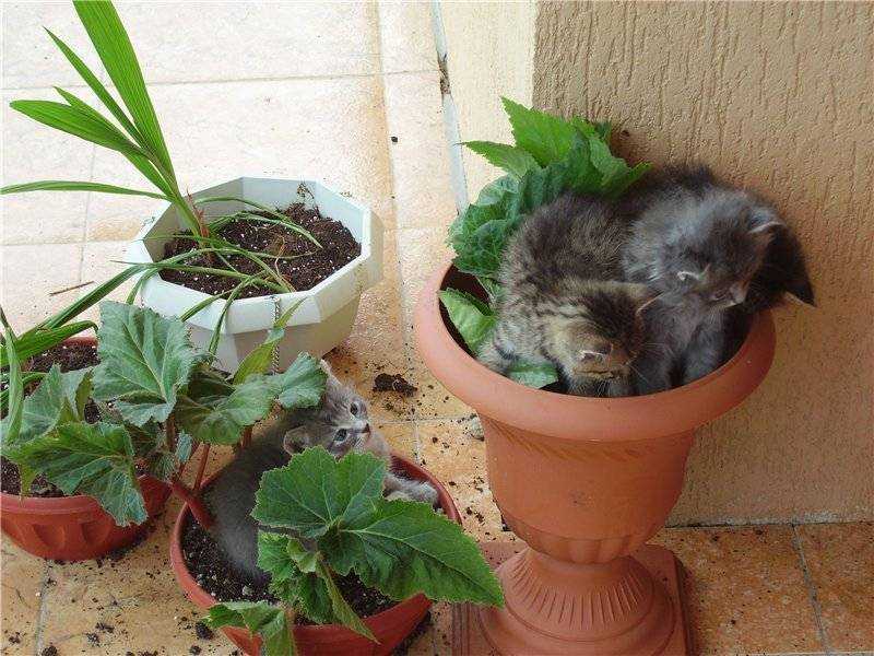 Как отучить кошку грызть цветы