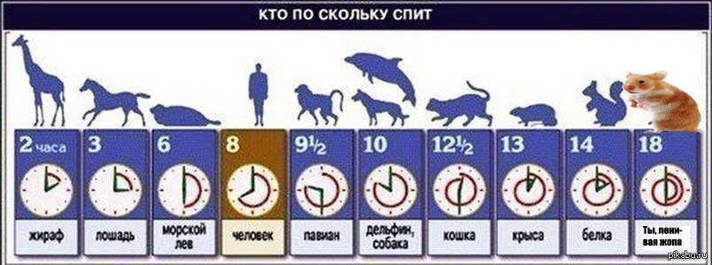 Почему собака часто дышит: норма, причины, возможные недуги