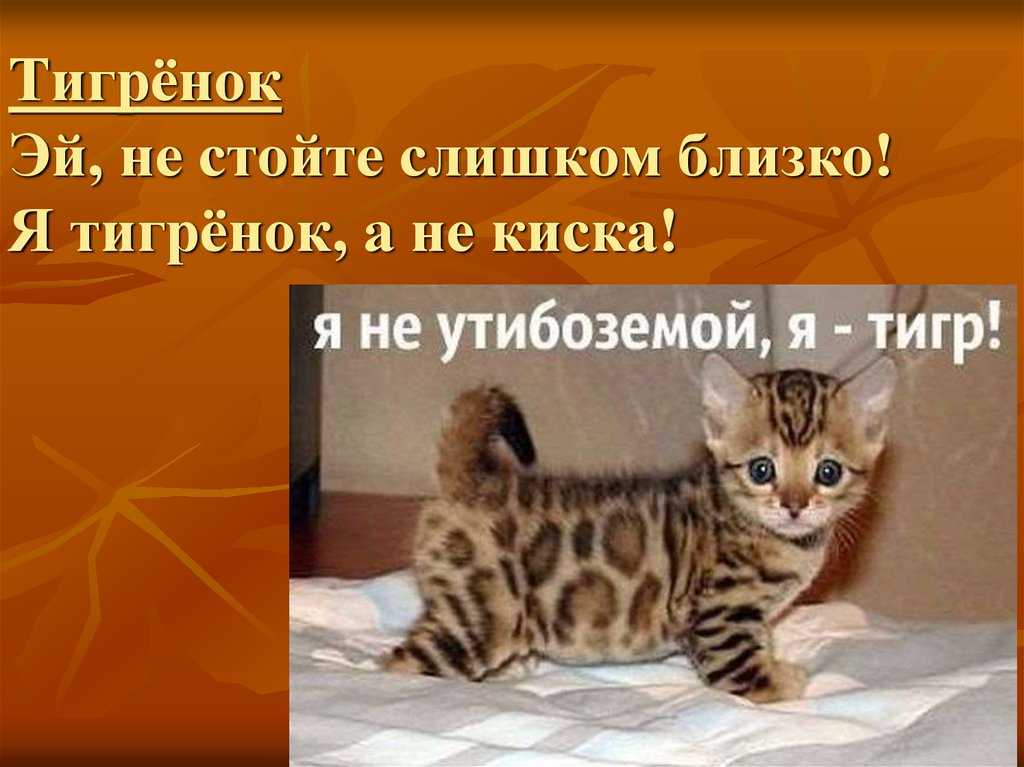 Как воспитывать кошку в домашних условияхтобы сделать ласковой
