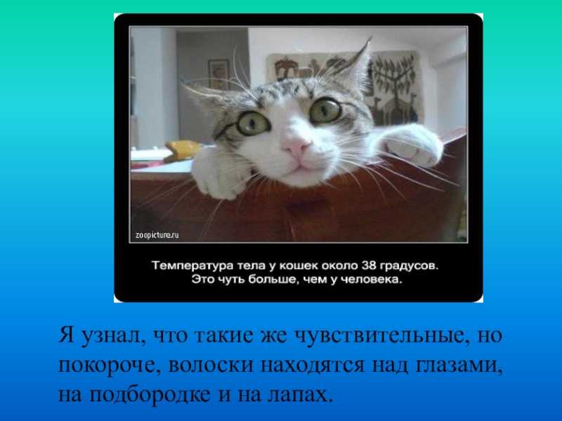 Как правильно измерить рост кошки?