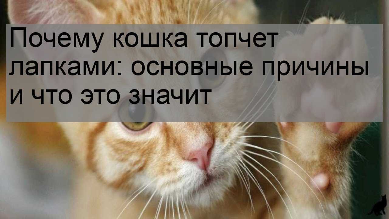 Почему кошка топчется передними лапками
