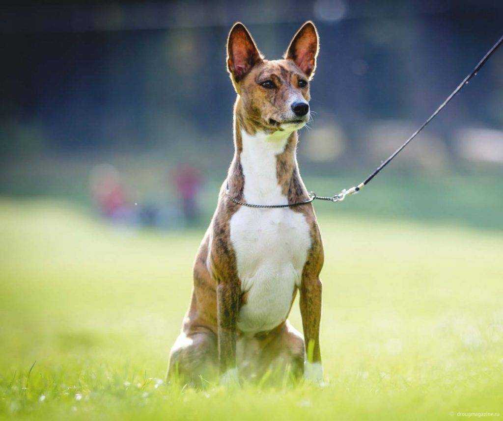 Басенджи: всё о собаке, описание породы и характеристика, фото, видео | dogkind.ru