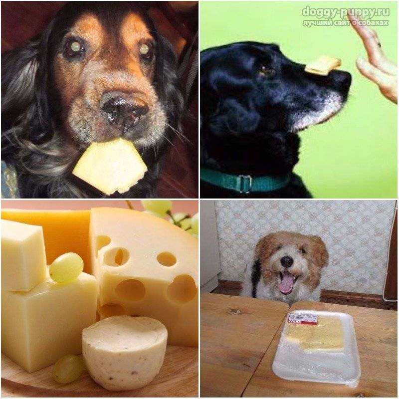 Можно ли собакам сыр: взрослым и щенкам