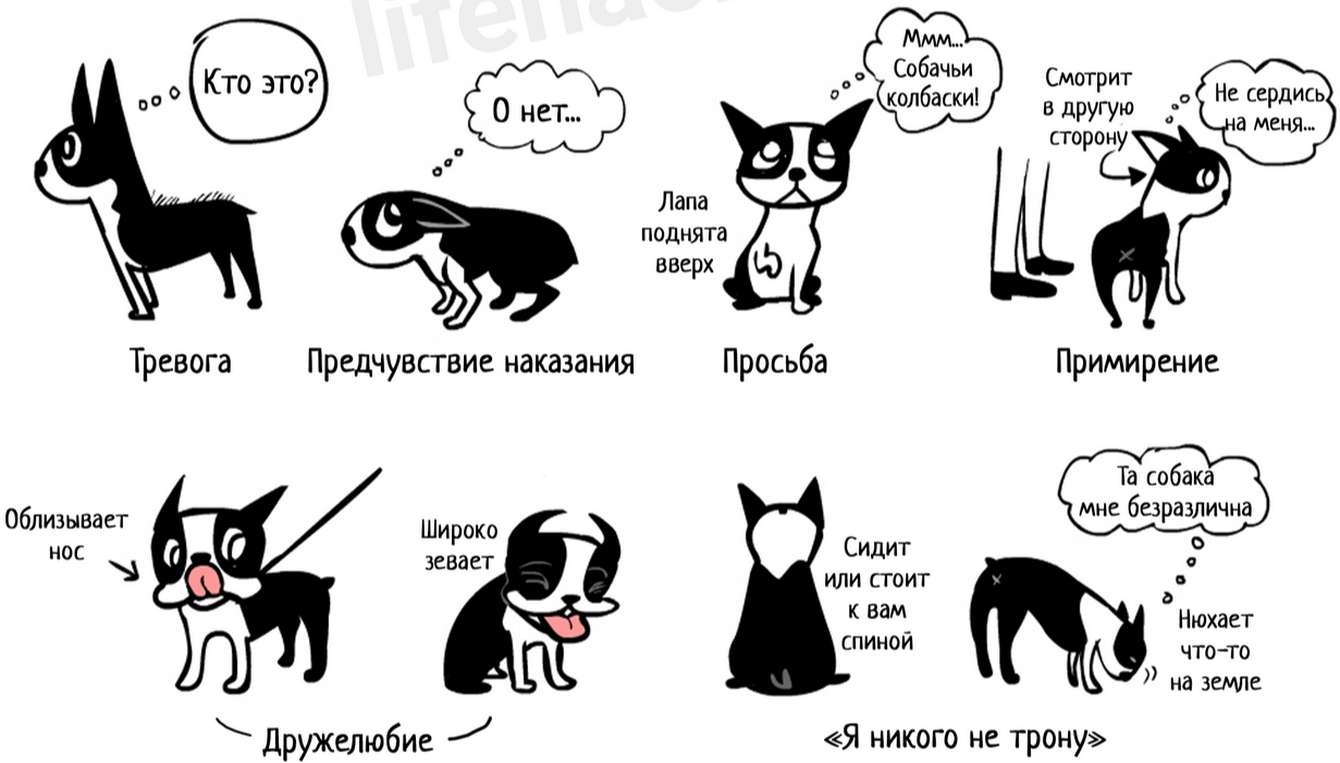 Переведи cat dog. Как понять собачий язык. Язык тела собаки. Как понять собаку. Собачий язык учить.