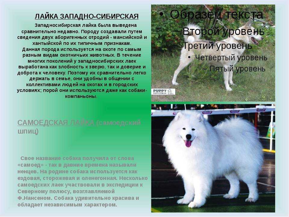 Самоедская лайка: характеристика породы, отзывы, характер и фото собак