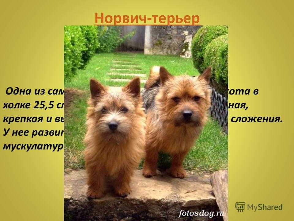 Норвич-терьер (фото): умный, озорной и дружелюбный пес - kot-pes