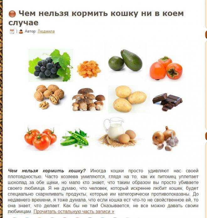 Можно ли кошкам сладкое? | ваши питомцы