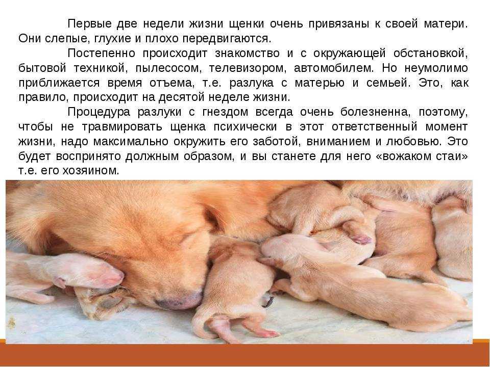 Уход за щенком: кормление, воспитание щенков (новорожденных, в 1 месяц и других) | нпк "скифф"