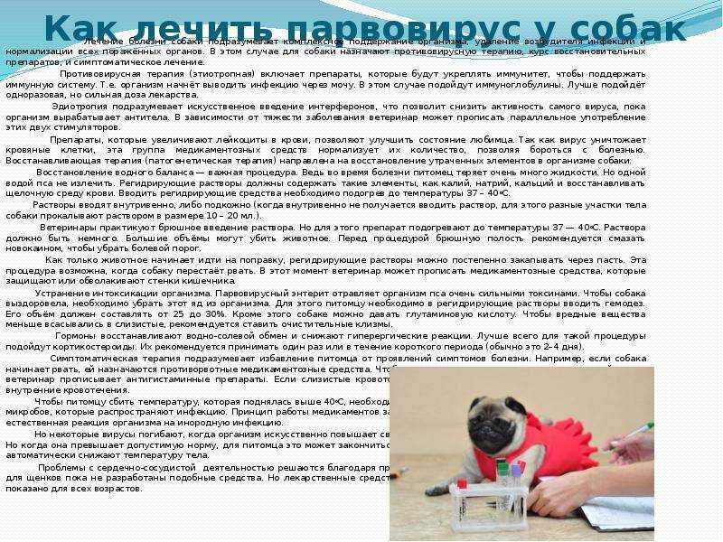 Вирусный энтерит у собак