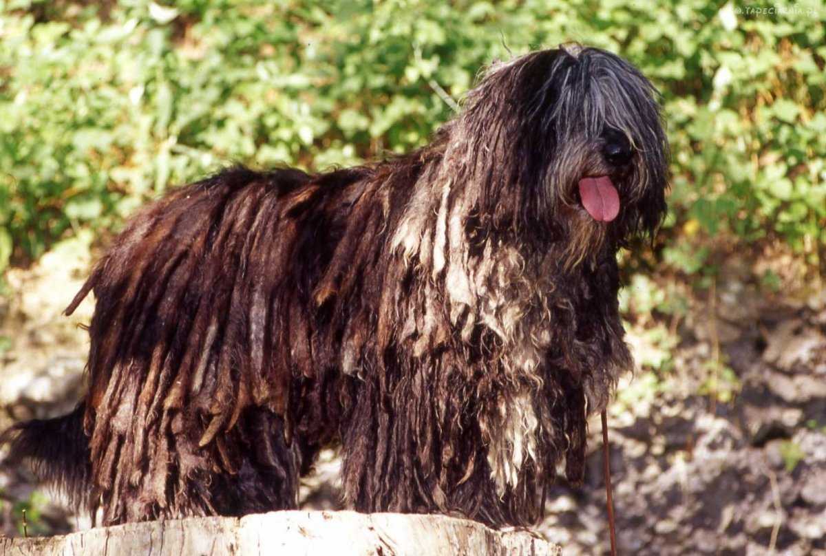 Бергамская пастушья собака