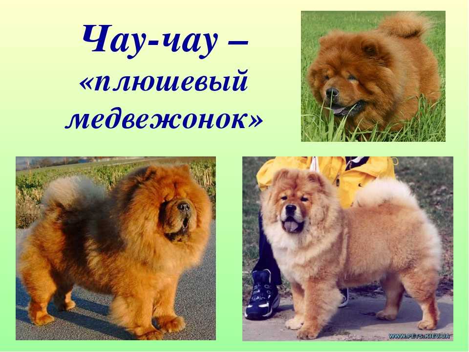 Чау-чау собака - фото: с синим языком, описание породы, плюсы и минусы, характер, достоинства, отзывы владельцев