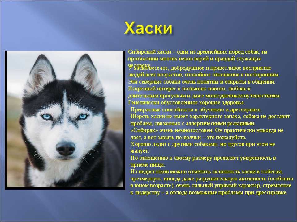 Сибирский хаски - фото и описание породы, содержание