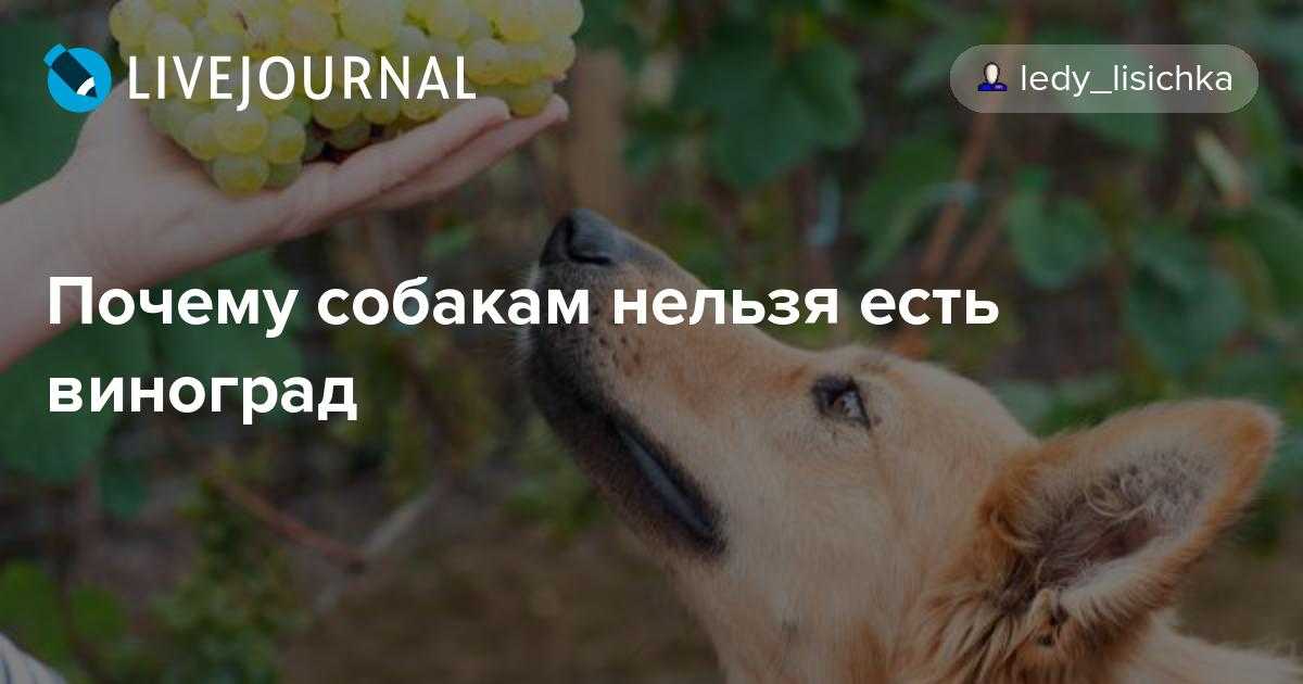 Почему взрослых собак, щенков нельзя кормить виноградом: в чем опасность