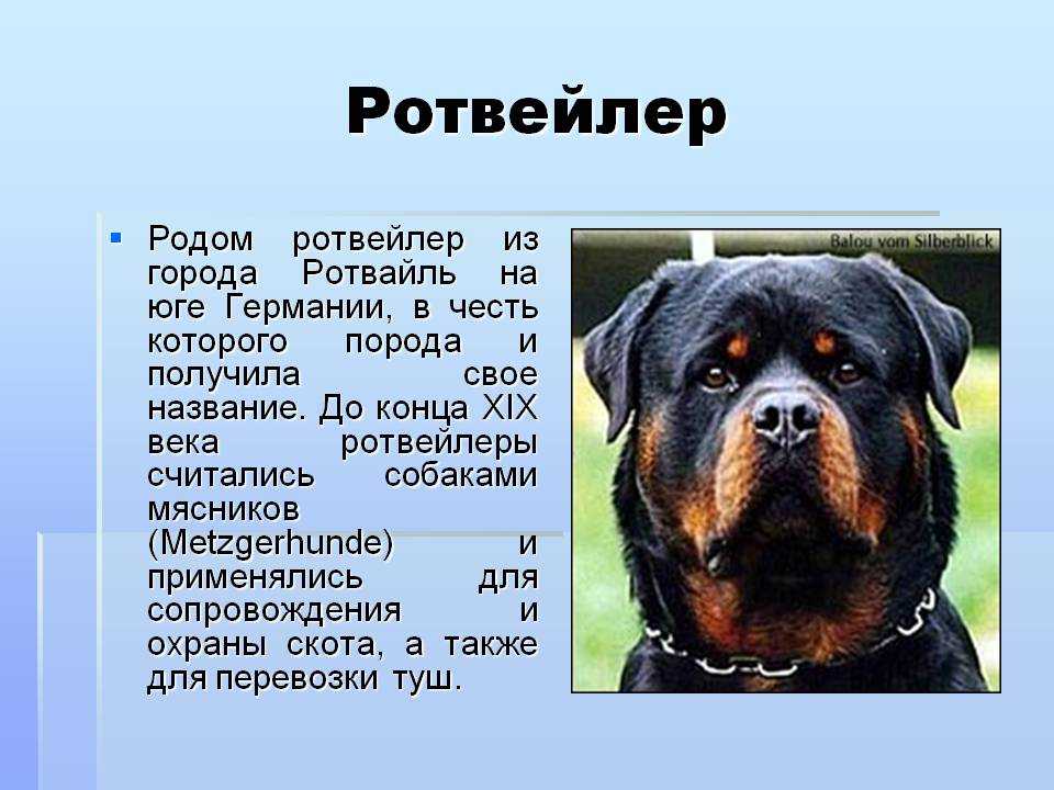 Самая умная порода собак: рейтинг животных в трех аспектах интеллекта. отличия пород, умственные способности, особенности поведения