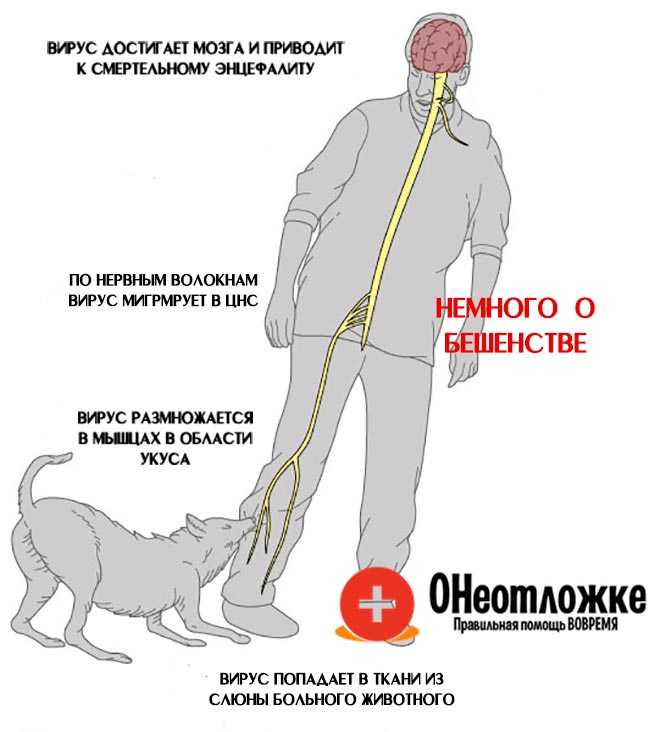 Чем опасны кошачьи укусы и что делать, если это случилось