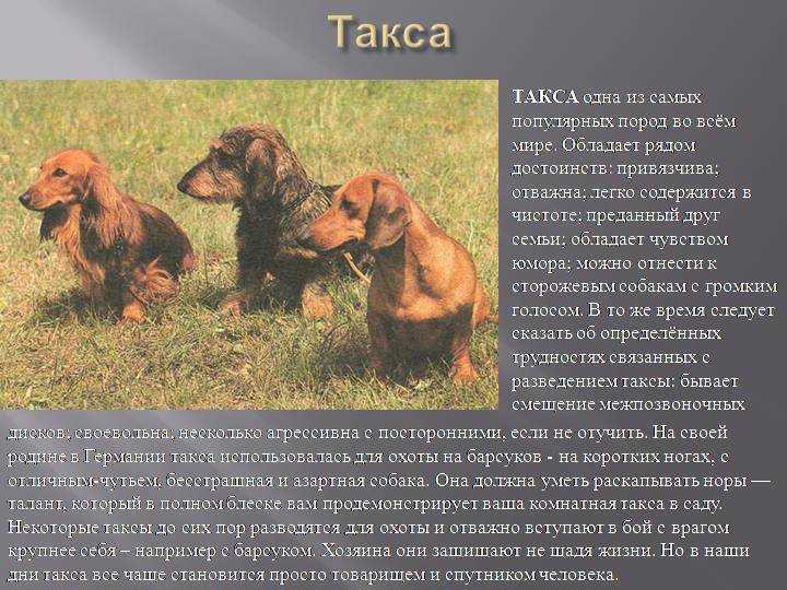 Такса - фото и описание породы собак по стандарту, характер и особенности (видео)