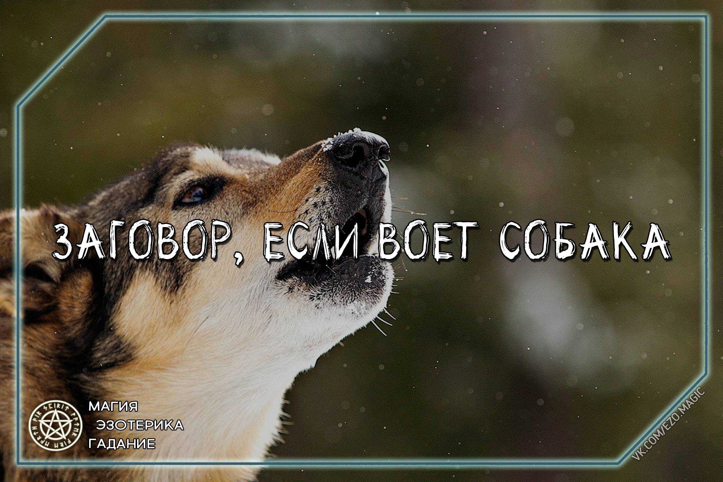 ᐉ как отучить собаку выть - ➡ motildazoo.ru