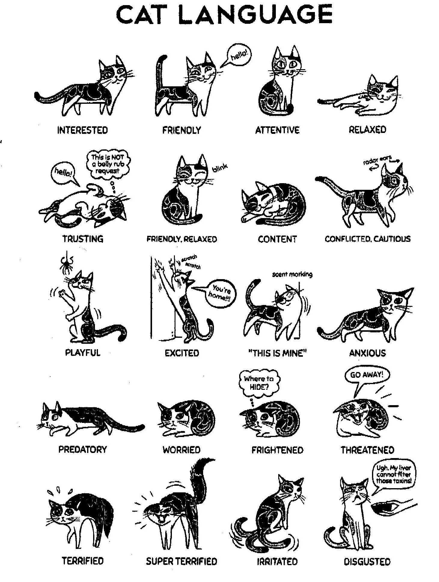 Как переводится кошки. Кошачий язык жестов. Язык тела кошек. Как понять язык кошек.