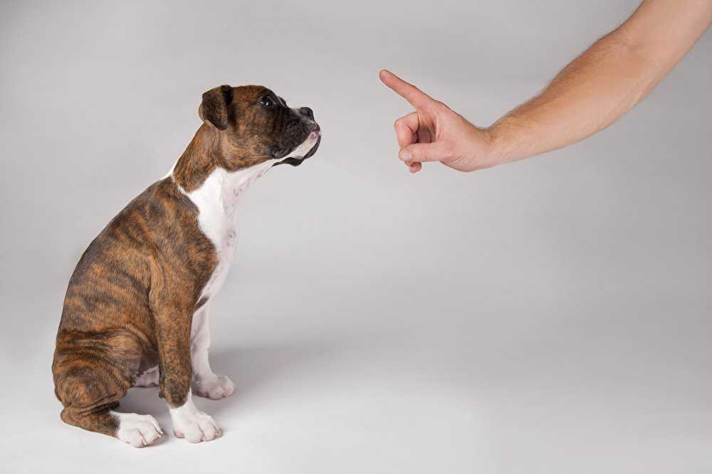 Как запретить собаке лаять Способы дрессировки и обучения Эффективные седативные средства и ошейники Метод подрезания связок