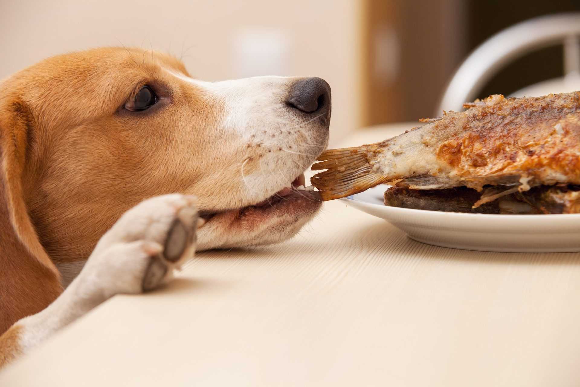 Как отучить собаку подбирать еду на улице
как отучить собаку подбирать еду на улице