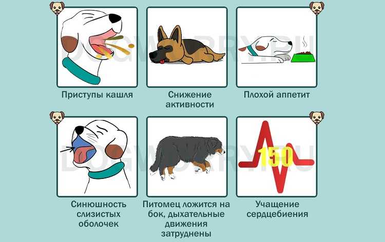 Бронхит у кошек: симптомы и лечение