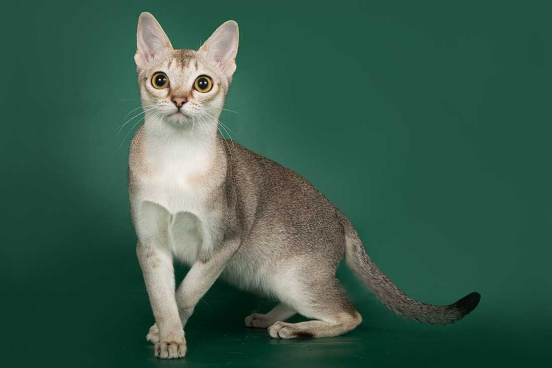 Сингапурская кошка: описание породы, фото, видео, стоимость ктоят