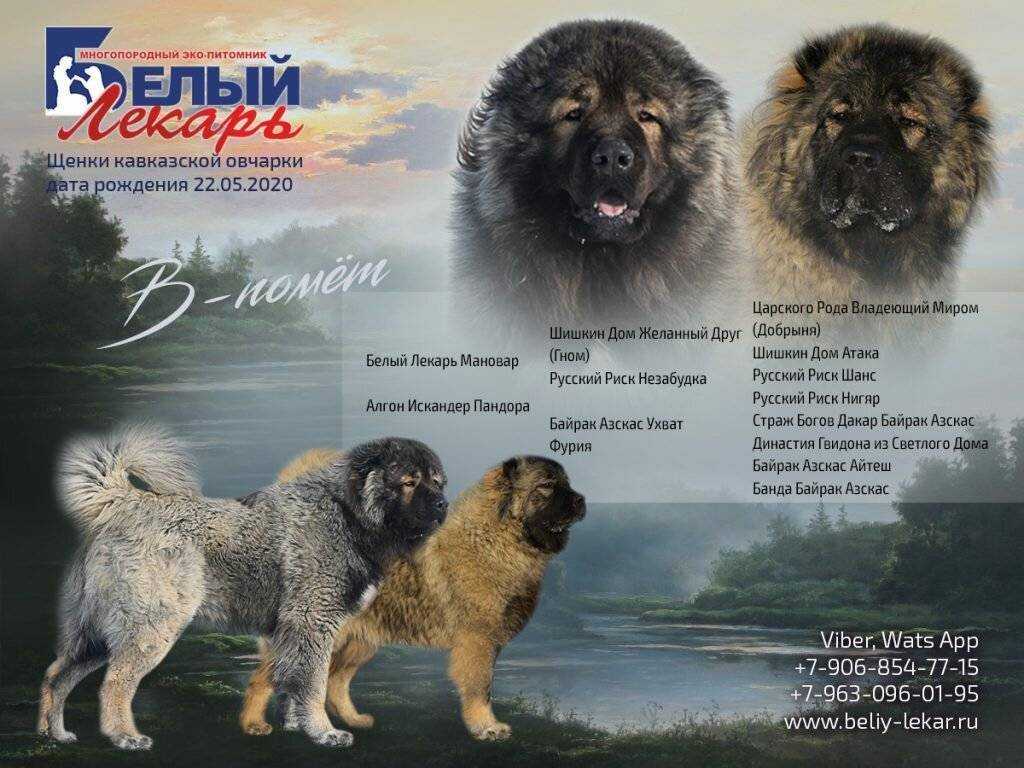 Характер кавказской овчарки