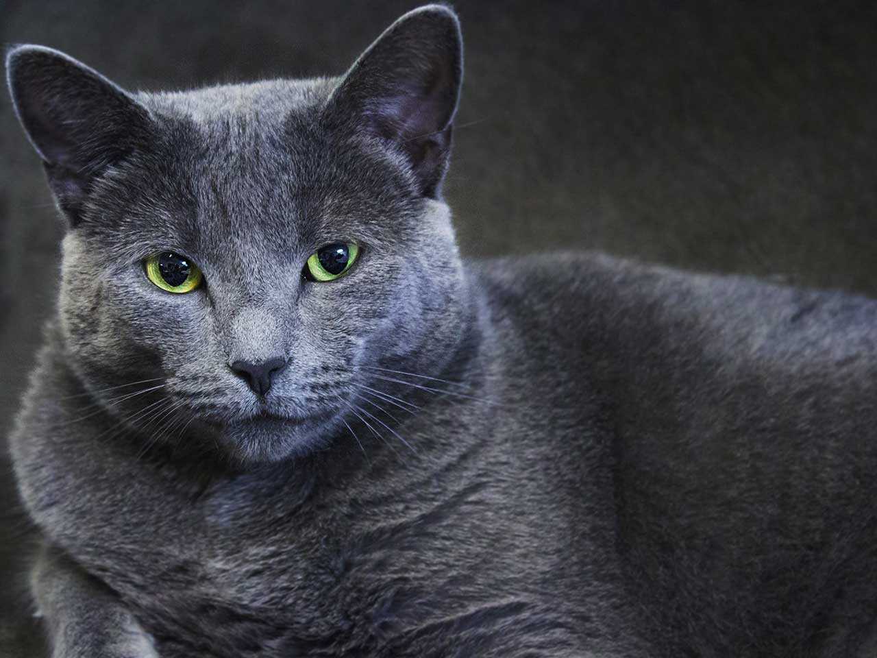 Описание породы русская голубая кошка, уход и содержание