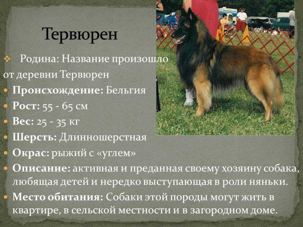 Породы собак пастушьи: названия, описания, характеристики :: syl.ru