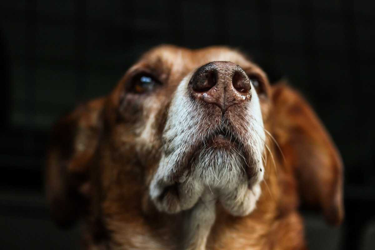 Беспокойное поведение собаки: причины и провоцирующие факторы | звери дома
