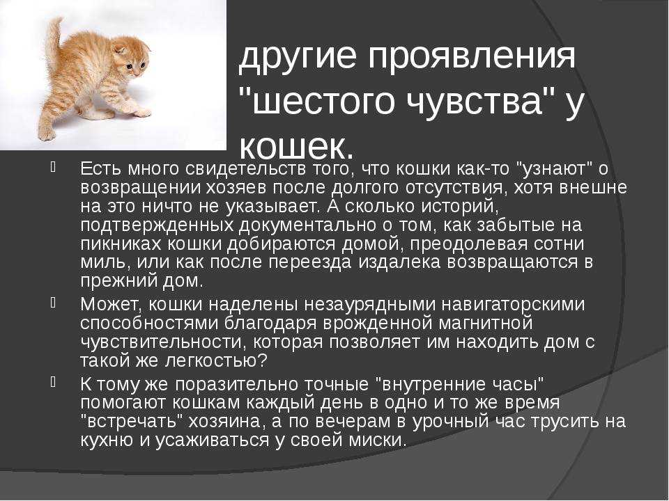 Кошки память на русском. Шестое чувство кошек. Какие чувства есть у кошек. У кошек есть эмоции. Какая память у котов.