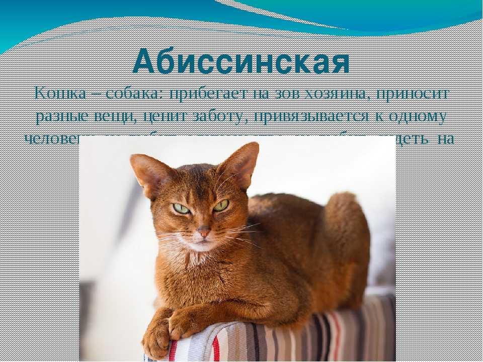 Рассмотрите фотографию кошки породы абиссинская. Абиссинская кошка характер и поведение характер и поведение. Абиссинец кот характеристика. Абиссинский кот характер. Абиссинская кошка описание.