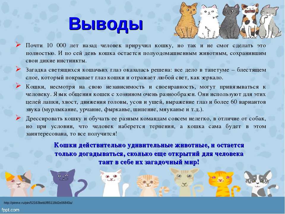 Откуда и когда появились кошки, от кого произошли
откуда и когда появились кошки, от кого произошли