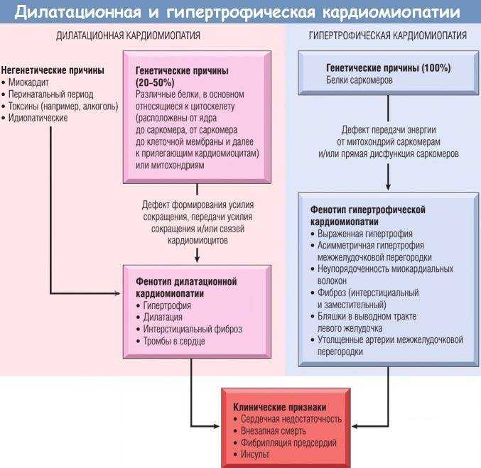 Болезни сердца у кошек: симптомы, лечение | звери дома