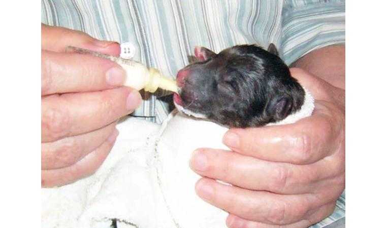Можно кормить щенка молоком. Искусственное вскармливание щенков. Искусственное вскармливание новорожденных щенков. Смеси для вскармливания новорожденных щенят. Искусственно выкармливаем щенков.