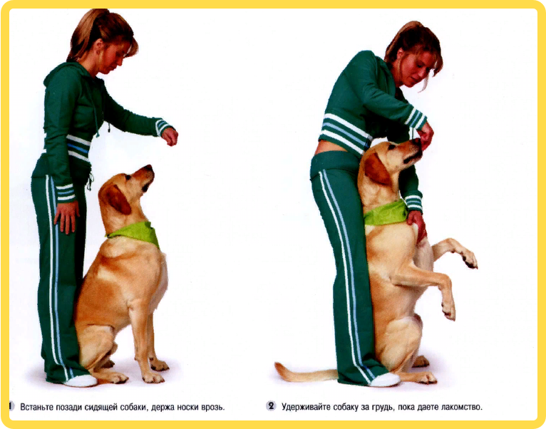 Учим собаку приносить палку в 3 простых этапа