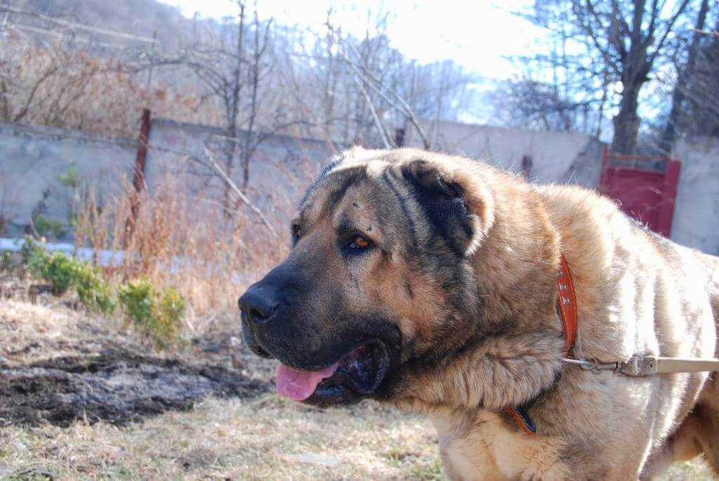 Армянский гампр — описание породы и характера (с фото) | все о собаках