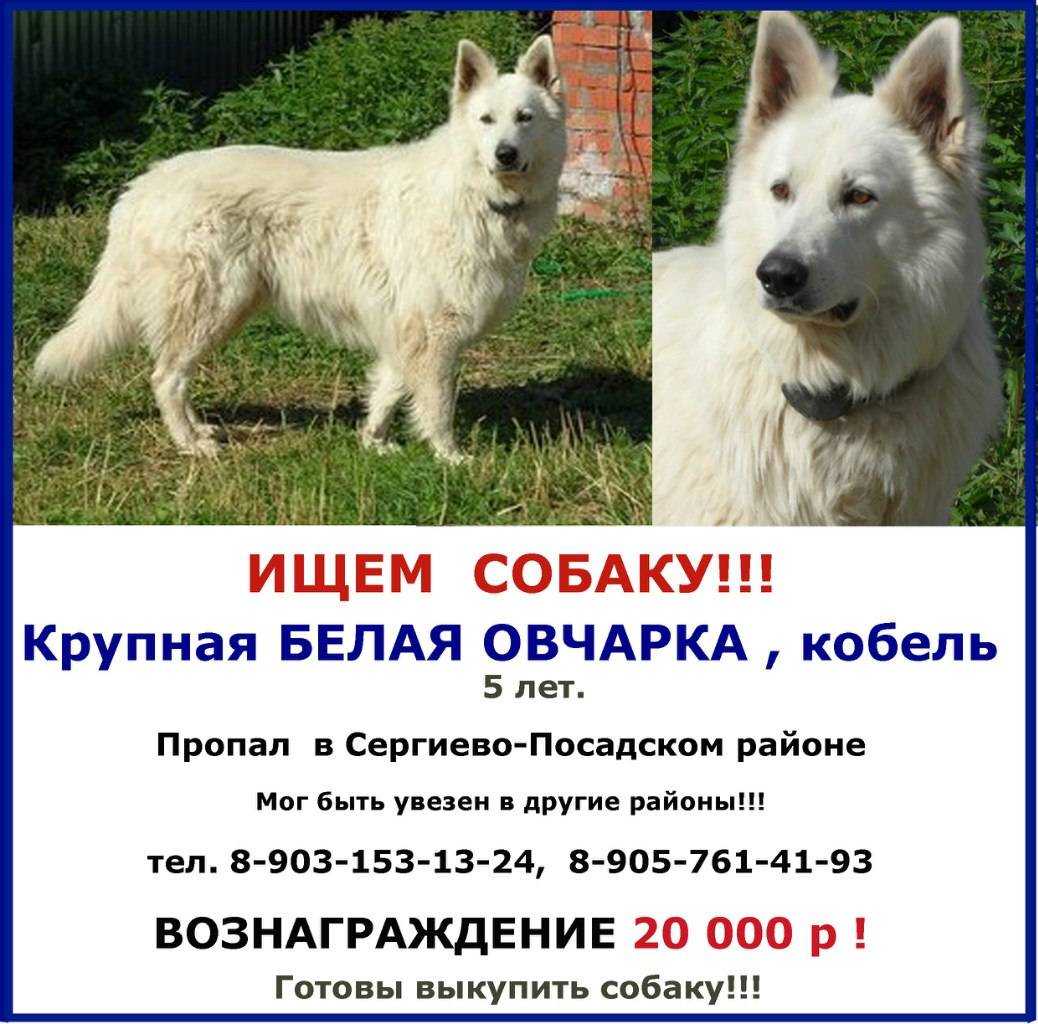 Белая швейцарская овчарка: описание, характеристика, история
