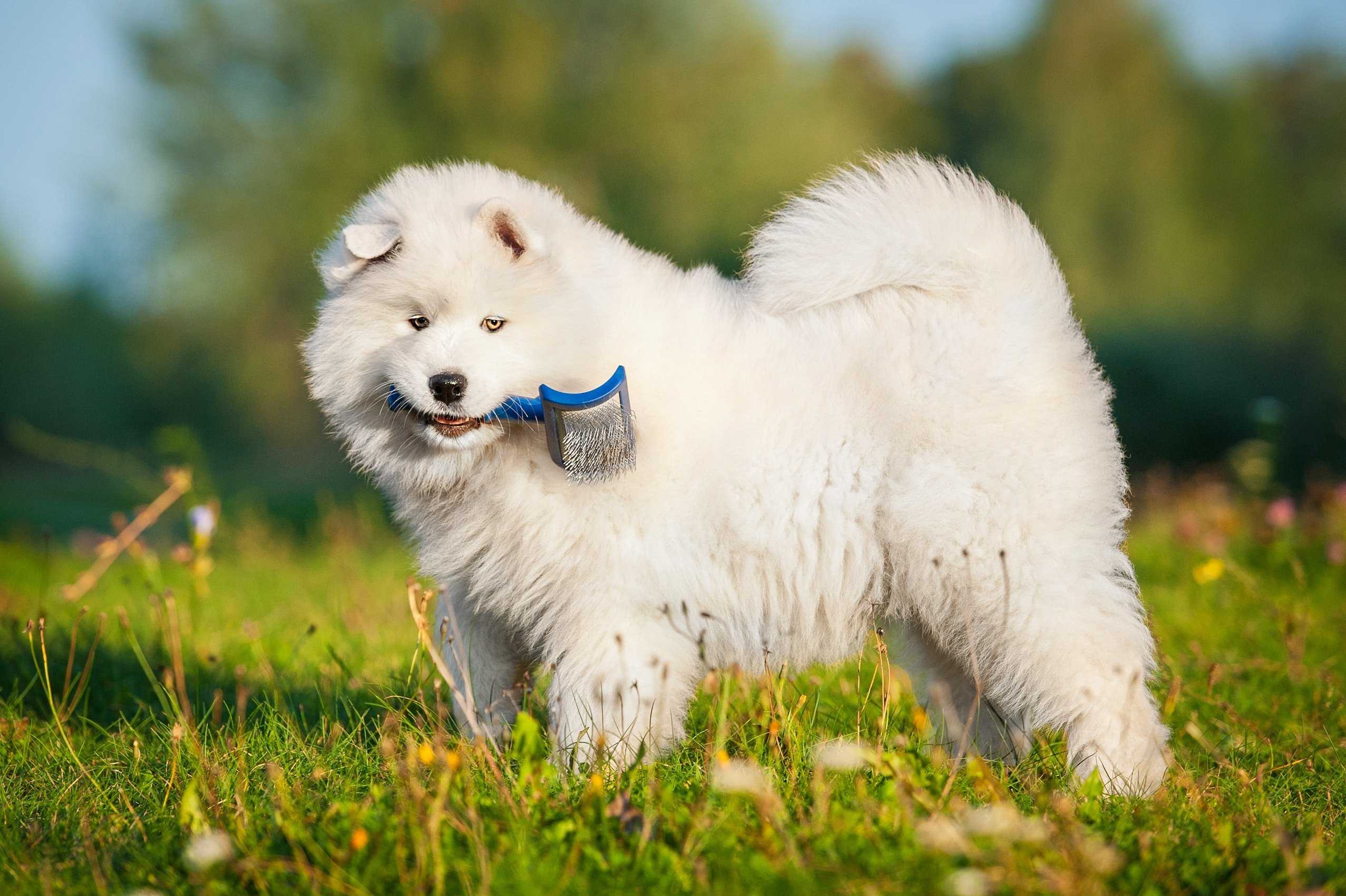 Самоедская собака: фото, описание породы, характера, здоровья