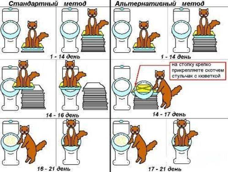 Как приучить кошку к рукам: быстро и просто | ваши питомцы