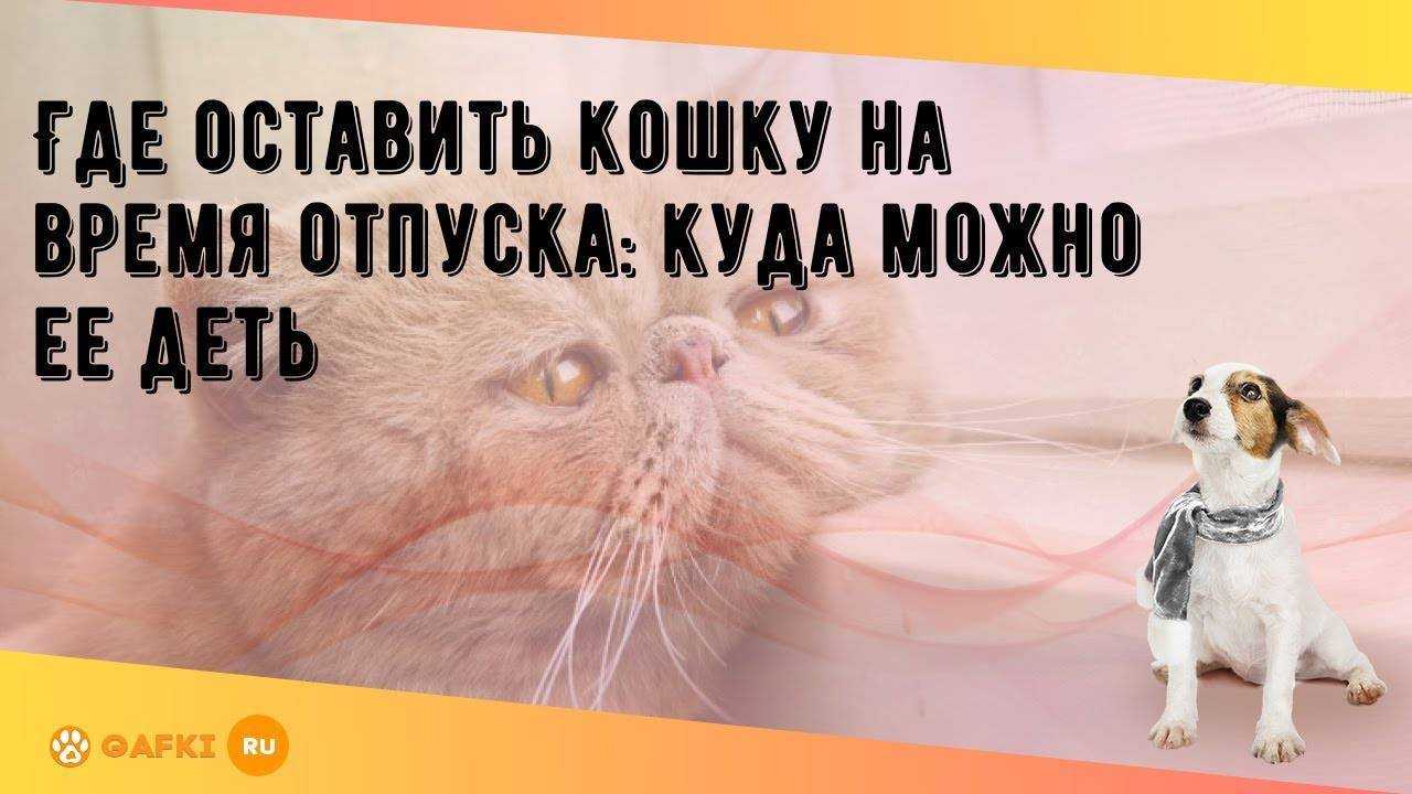 Оставить кошку. Куда деть кота на время отпуска. Где оставить кошку на время отпуска. Куда отдать кошку на время отпуска. Где можно оставить кошку на время отпуска.