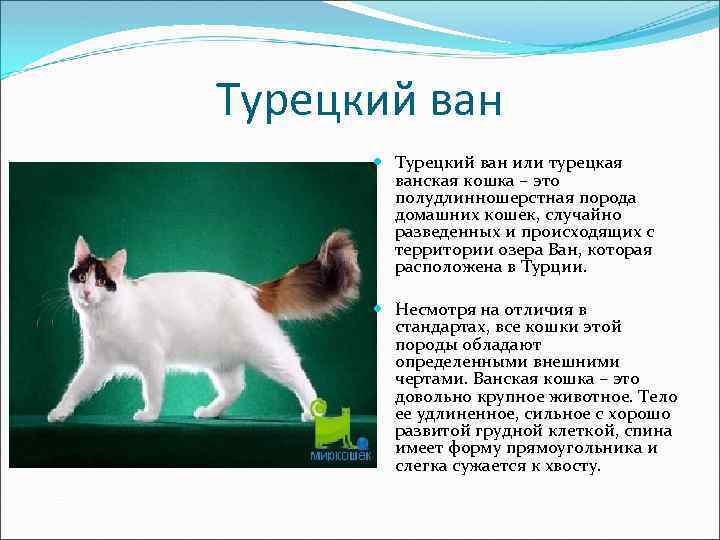 Турецкий ван – белая полудлинношерстная кошка с цветными пятнами на голове и окрашенным в контрастный тон хвостом, издревле разводимая на территориях Армянского нагорья Все представители породы не боятся воды, а некоторые охотно купаются в мелких водоемах