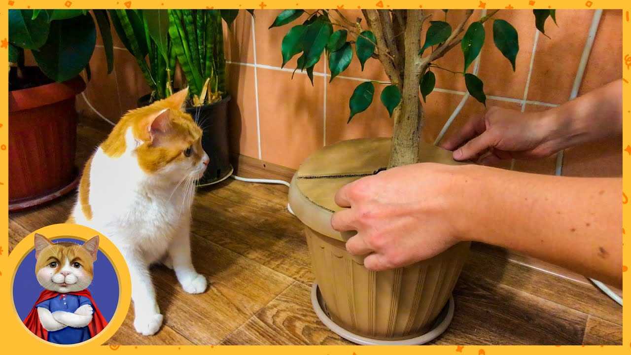 Лайфхаки для котиков: как сделать совместную жизнь легче и веселее
