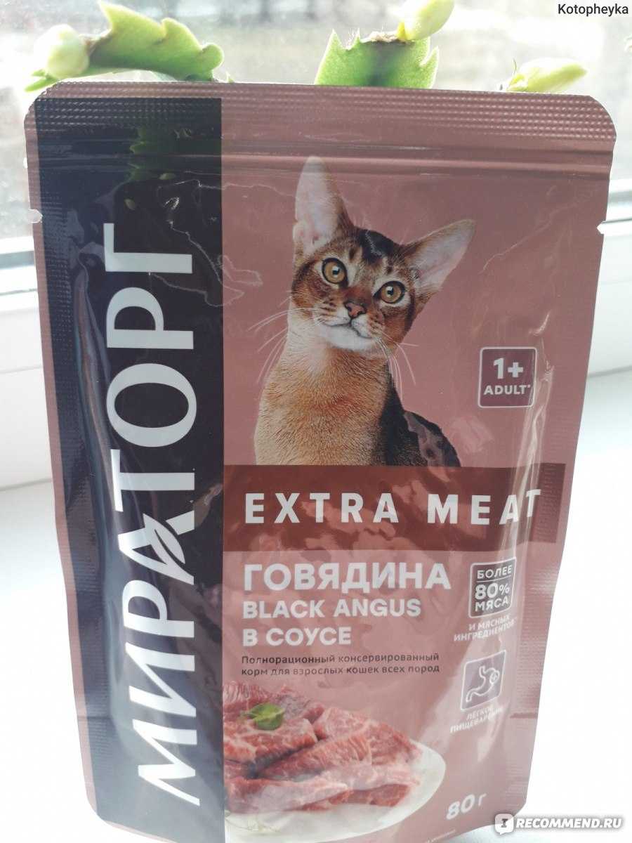 Кошка перестала есть сухой корм: почему не ест, что делать, как приучить и перевести на другой, советы ветеринаров