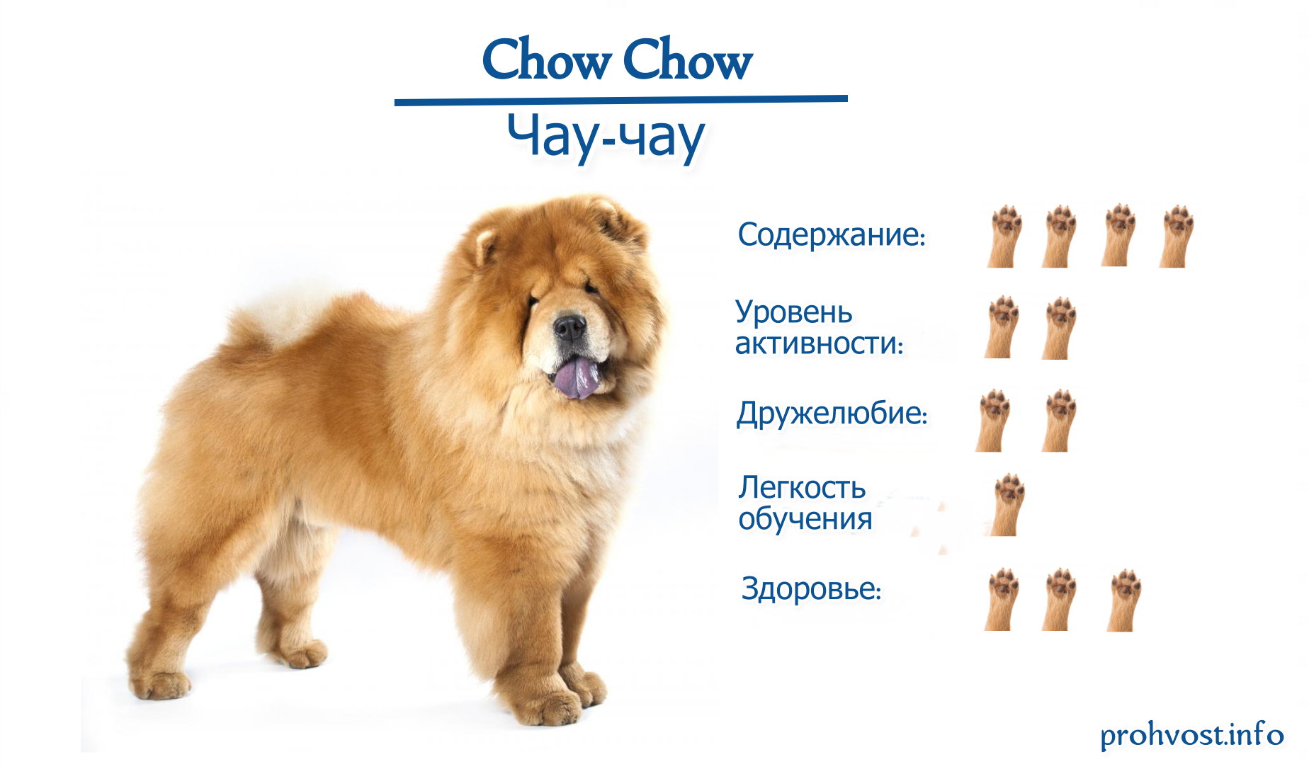 Собака чау-чау: описание и характеристика породы - 4 лапки