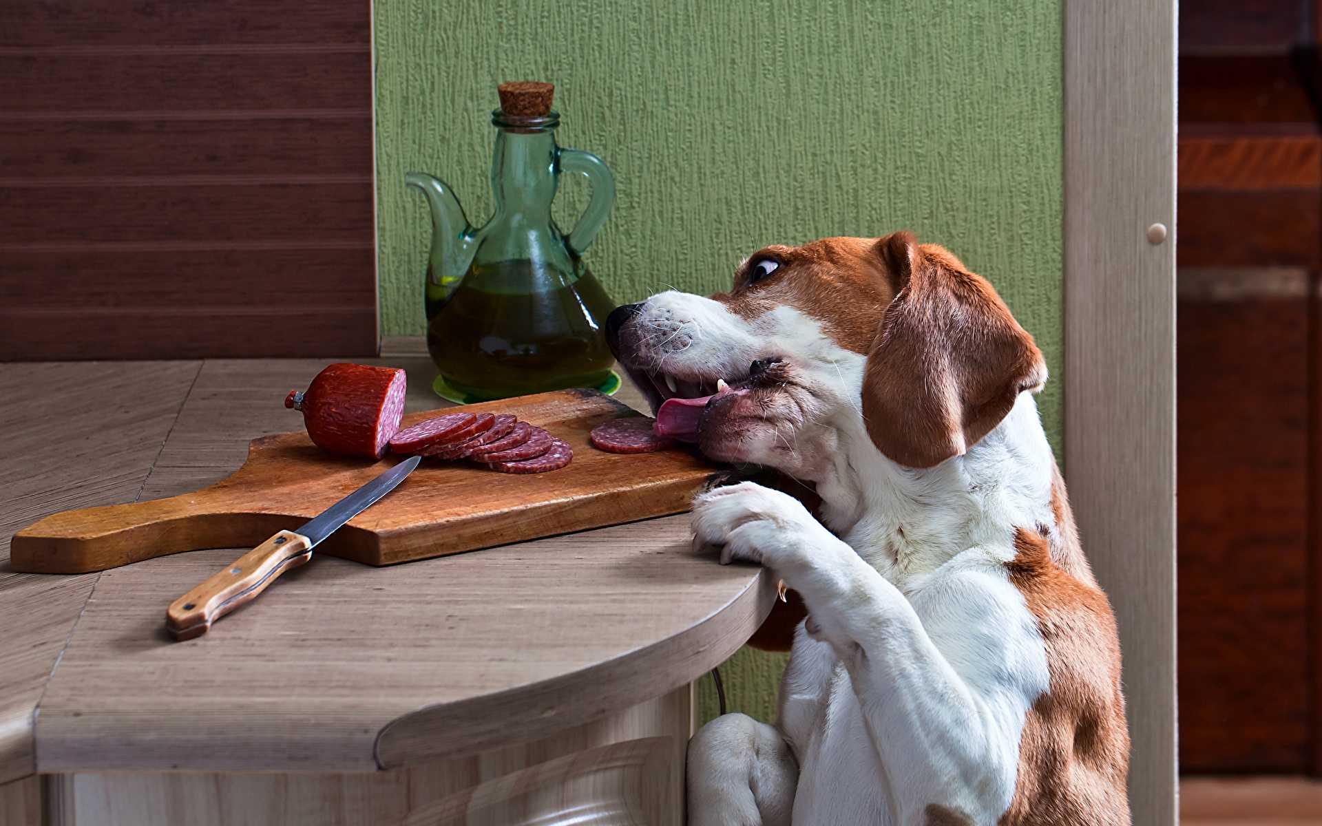 Прочтите о том, как отучить собаку просить еду со стола, и что делать, чтобы ваша собака меньше попрошайничала