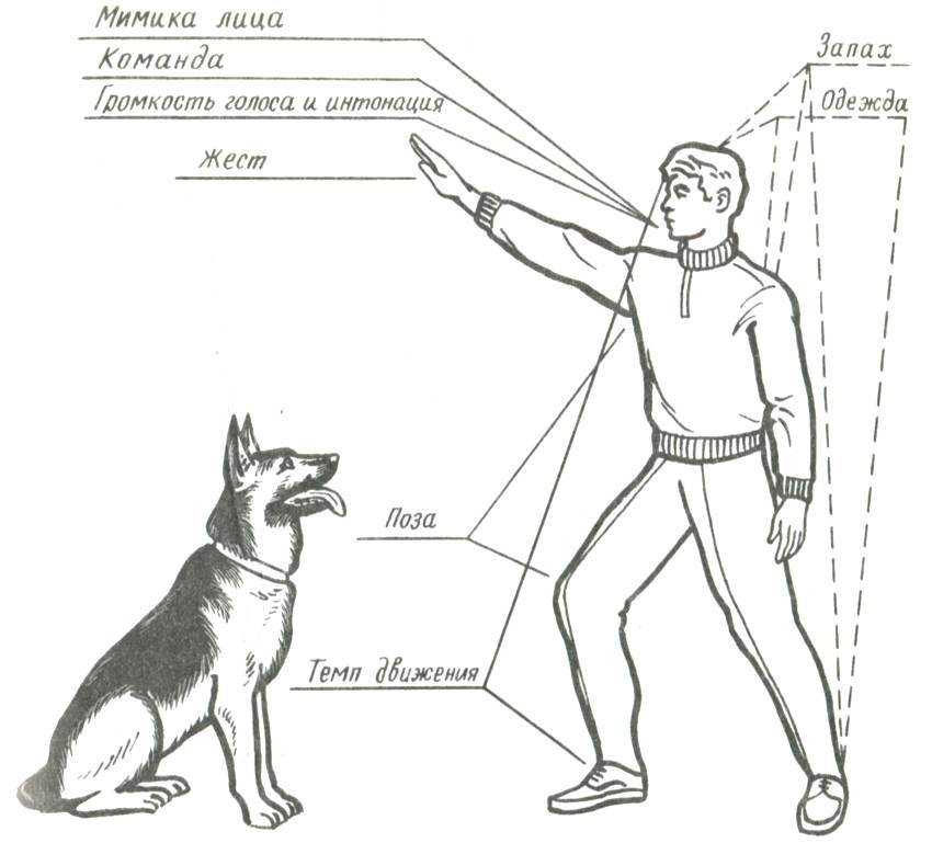 Как научить собаку команде ко мне - эффективные методы
как научить собаку команде ко мне - эффективные методы