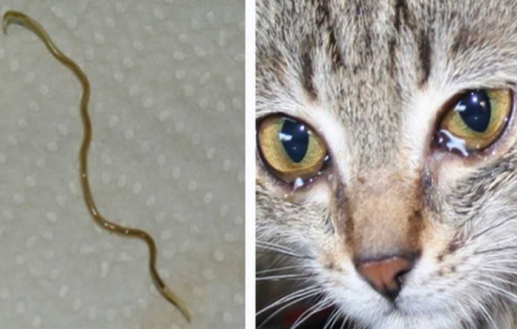 Как вылечить бельмо на глазу у кошки