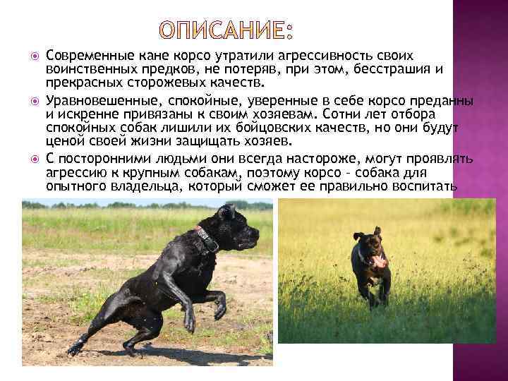 Порода кане корсо: описание характера и внешности, история, особенности содержания